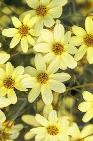 Vajsárga keskenylevelű menyecskeszem'Coreopsis verticillata 'Moonbeam'!10db mag