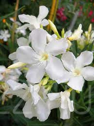 Fehér Leánder (Nerium oleander ' White') !20db mag