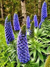 Madeira büszkesége 'Echium Fastuosum' !4db mag