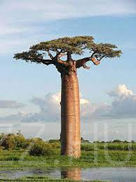 Baobab-Majomkenyérfa 'Adansonia digitata'!2db mag