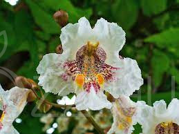 Catalpa fa (Catalpa bignonioides)!15db mag