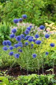 Kecses kékcsillag (Jasione laevis)!10db mag