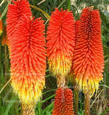 Fürtös Fáklyaliliom (Kniphofia uvaria)!10db mag