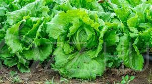 Jégsaláta'Lactuca sativa var. capitata 'Iceberg''!15db mag!