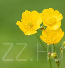 Réti Boglárka (Ranunculus acris)!10db mag