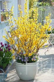 Bókoló aranyfa (forsythia suspensa)!6db mag