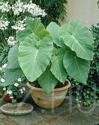 ÓRIÁS ELEFÁNTFÜL(Colocasia Esculenta) 5db mag