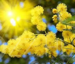 Ezüst illatos akácia'acacia dealbata'!10db mag