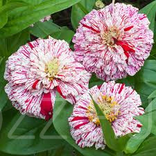 Dália Zinnia Dahlia 'bonbon'!3db mag