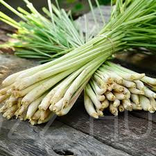 Thai Keleti citromfű (Cymbopogon citratus)!10db mag