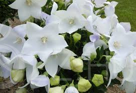 Léggömbvirág (lufi)'Platycodon grandiflorus Astra White'!15db mag