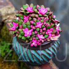 Anacampseros rufescens Variegata!5db mag