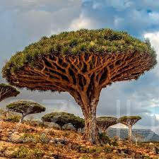 Sárkányvérfa "Dracaena Draco" magok!2db mag Ritkaság