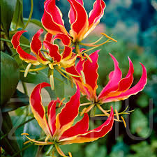 Pompás Koronásliliom (Gloriosa superba)!2db mag