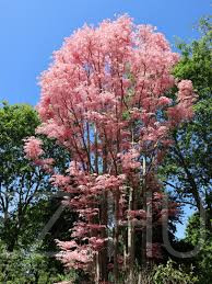 Kínai Cédrus/Toona sinensis 'Flamingo fa'!3db mag