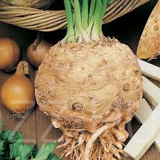 Óriás gumós Zeller (Apium graveolens convar. rapaceum)prágai!15db mag