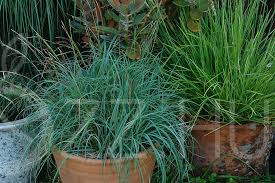 Deres Sás 'carex flacca cyperaceae'! 15db mag