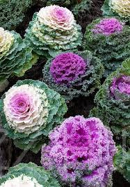 Díszkáposzta 'Brassica oleracea var. acephala'!10db mag