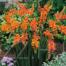 Fűzéres Sáfrányfű 'Crocosmia x crocosmiiflora '!10db mag