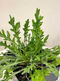 Rukkola-borsmustár (Eruca vesicaria ssp. sativa)!20db mag