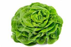 Kerti fejes saláta (Lactuca sativa convar. capitata)!60db mag