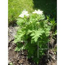 Ánizs(Pimpinella anisum)!10db mag