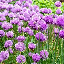 Metélőhagyma - snidling (Allium schoenoprasum)!25db mag