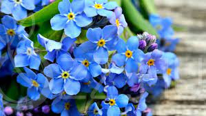 Kék Nefelejcs (Myosotis sylvatica )!10db mag
