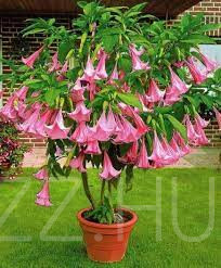 Rózsaszín Angyaltrombita / Brugmansia aurea/!2db mag