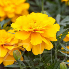 Citromsárga Bársonyvirág 'French Marigold'!10db mag