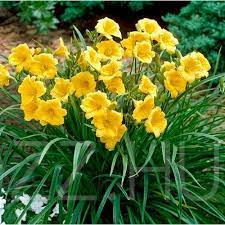 Törpe Sárga Sásliliom'Hemerocallis 'Stella d'Oro'!5db mag