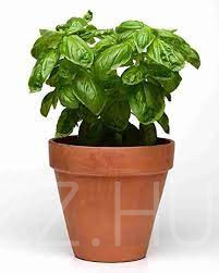MAGAS BAZSALIKOM 'Ocimum basilicum'!30db mag