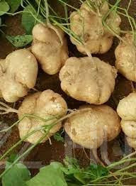 Jícama 'Pachyrhizus erosus' 5db mag