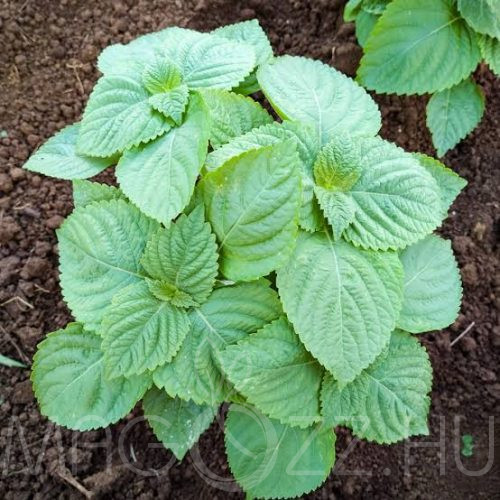 Perilla-'Perilla frutescens'!20db mag