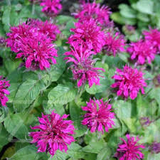 Lila Méhbalzsam 'Monarda didyma 'Balmy Lilac'!10db mag