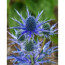 Kék Iringó (Eryngium planum)!20db mag