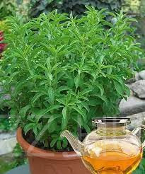 Stevia(sztívia) a természetes édesítőszer!20db mag