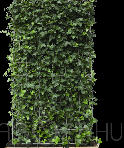 Borostyán(borostyánfal-zöldfal) 'Hedera helix'!5db mag