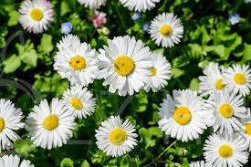 Vad Százszorszép (Bellis perennis)!40db mag