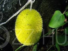 Szőrős-gyapjas uborka 'Cucumis dipsaceus'!3db mag