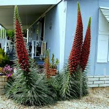 Tenerifei gyűszűvirág 'Echium wildpretii'!4db mag
