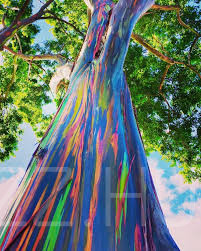 Szivárvány Eukaliptusz 'Eucalyptus deglupta'!3db mag