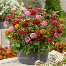 Törpe Dália Zinnia elegans 'liliput '!5db mag