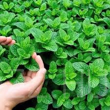 Borsmenta(Mentha × piperita)!15db mag