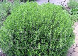 Borsfű-borsikafű(Satureja hortensis)!15db mag