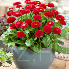 Teltvirágú piros százszorszép(Bellis Perennis Super Enorma - Red)!20db