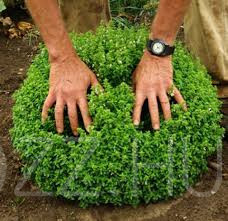 TÖRPE BAZSALIKOM 'Ocimum basilicum var. minimum'!20db mag