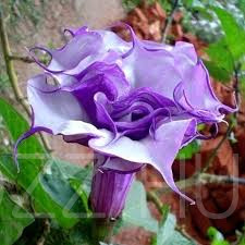 Ördög trombita / Datura metel purple/!2db mag