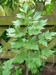 LESTYÁN'Levisticum officinale'!20 db mag