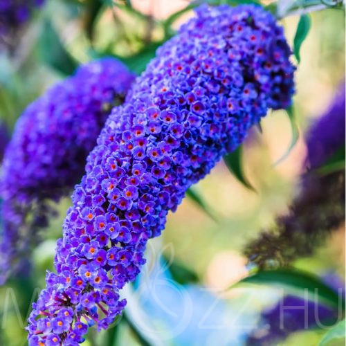 Ibolyakék nyári orgona(Buddleja davidii ‘Empire Blue’)!60db mag